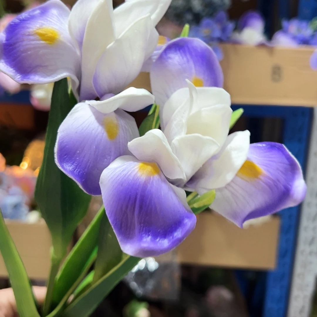 2枝紫色小号鸢尾花。