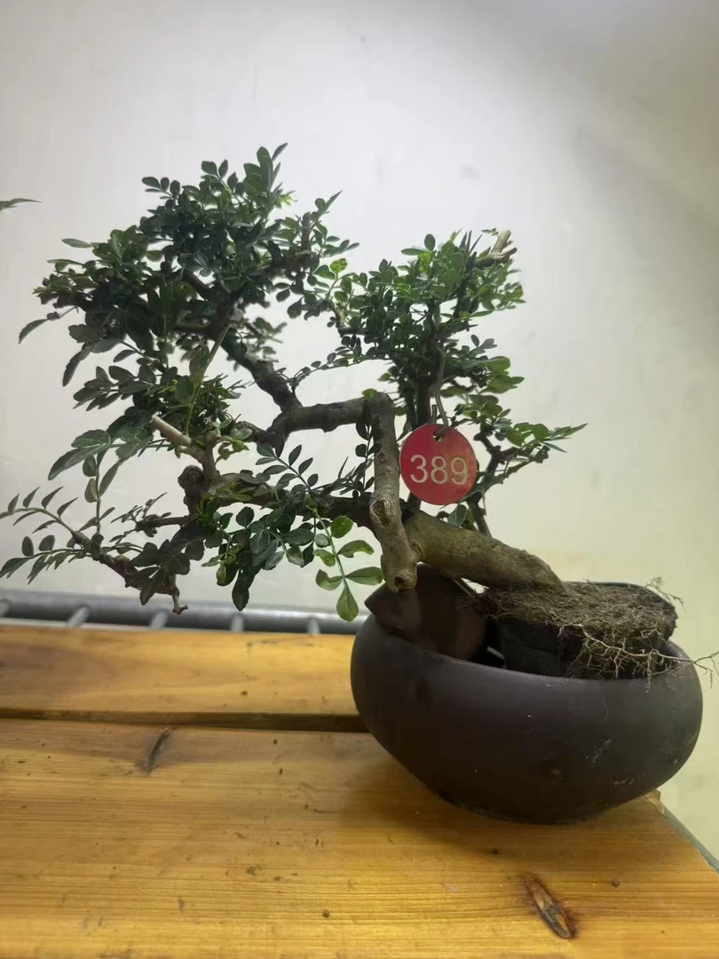 小叶榆树老桩悬崖造型盆景室内客厅四季常青好养活绿植