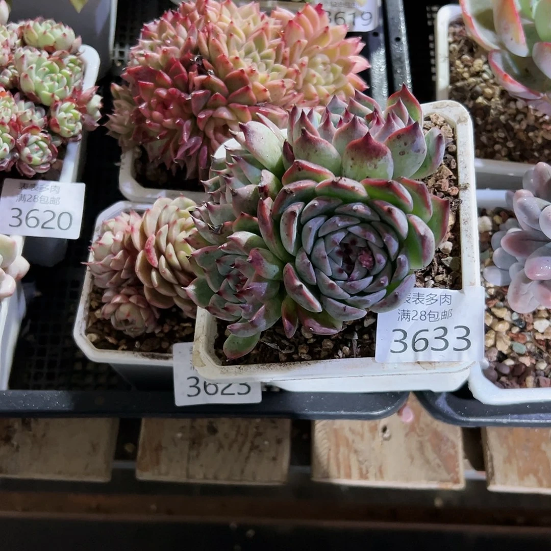 9号嫣**笑我们的确是一个3633