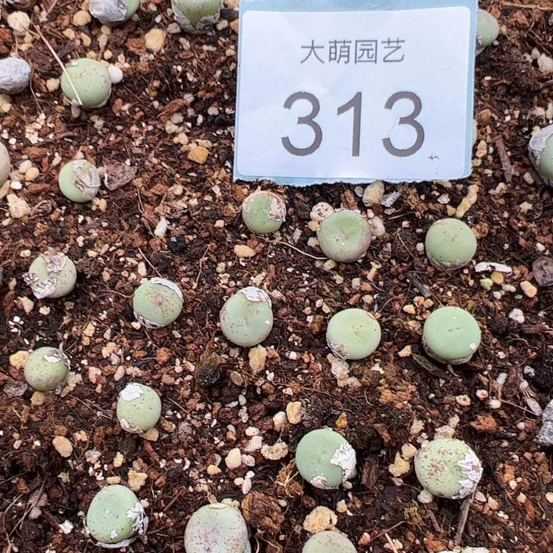 0000313量拍大型嘟嘟红嘴10颗
