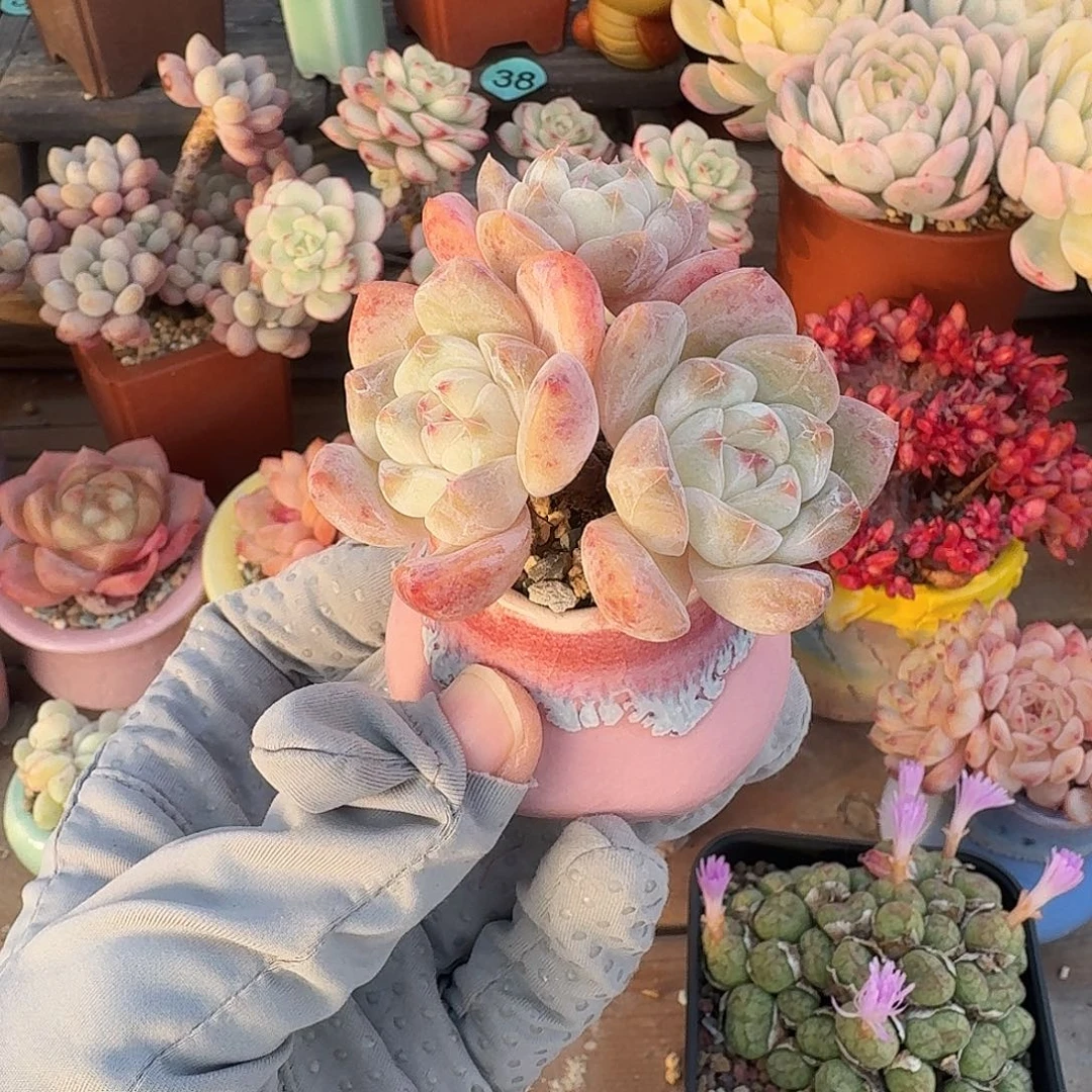 冰糕 多肉含盆土 一物一拍