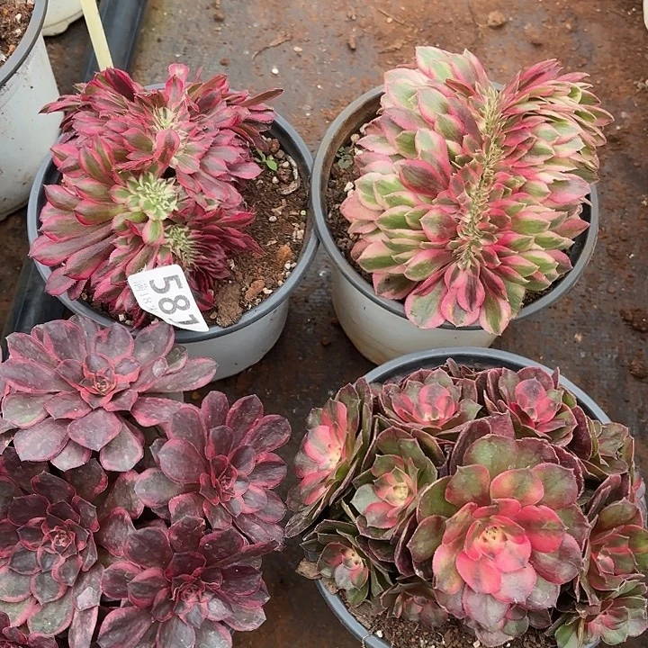 581组合诺米多肉法师锦不包售后