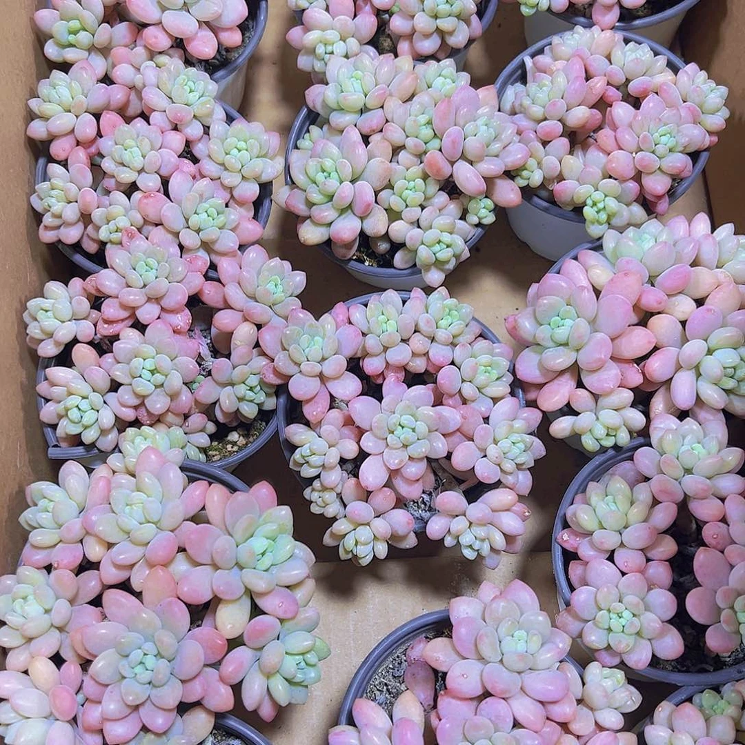 大粉洛可可9厘米盆19包邮