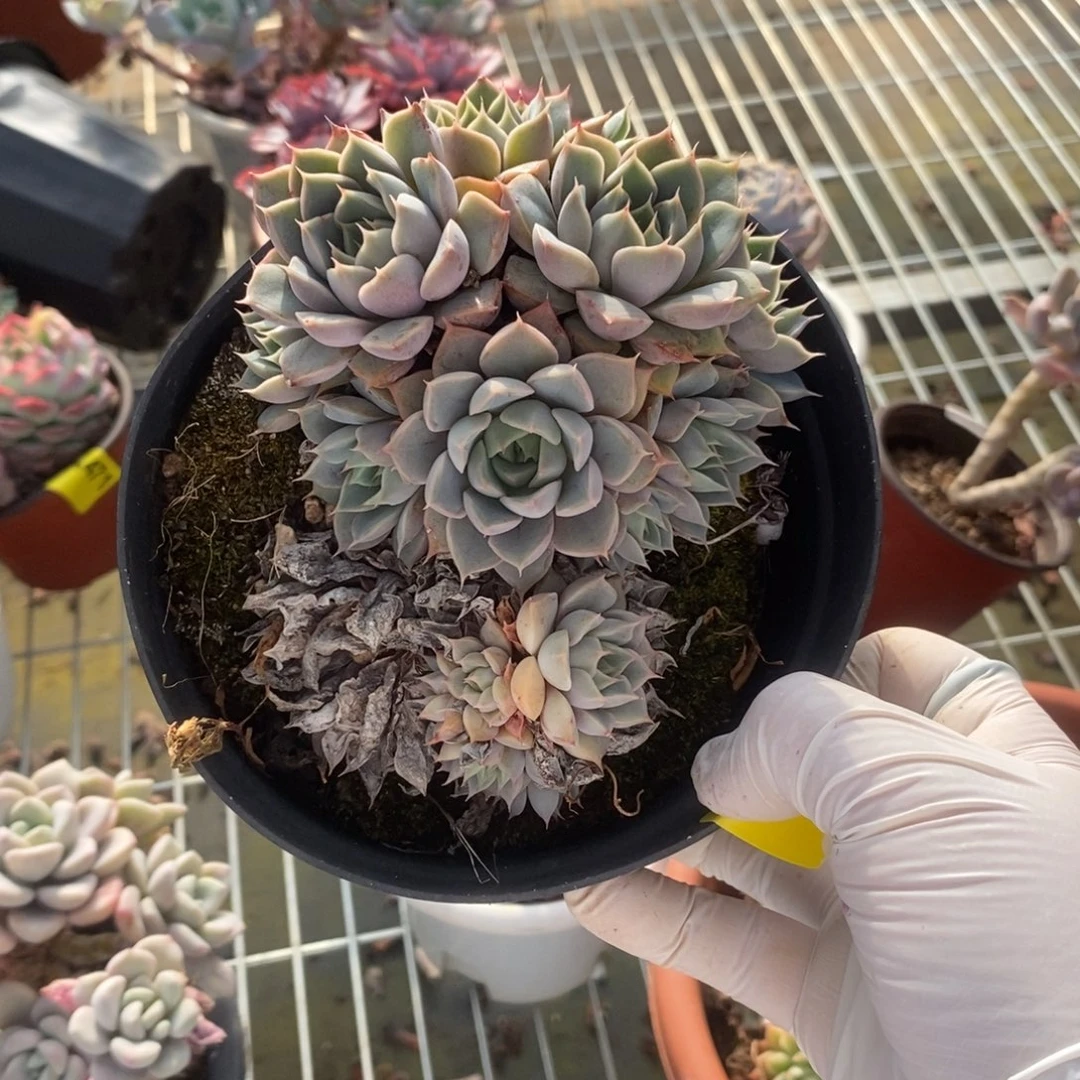 468玫瑰夫人一物一拍