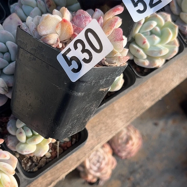 小**.多肉植物一物一拍