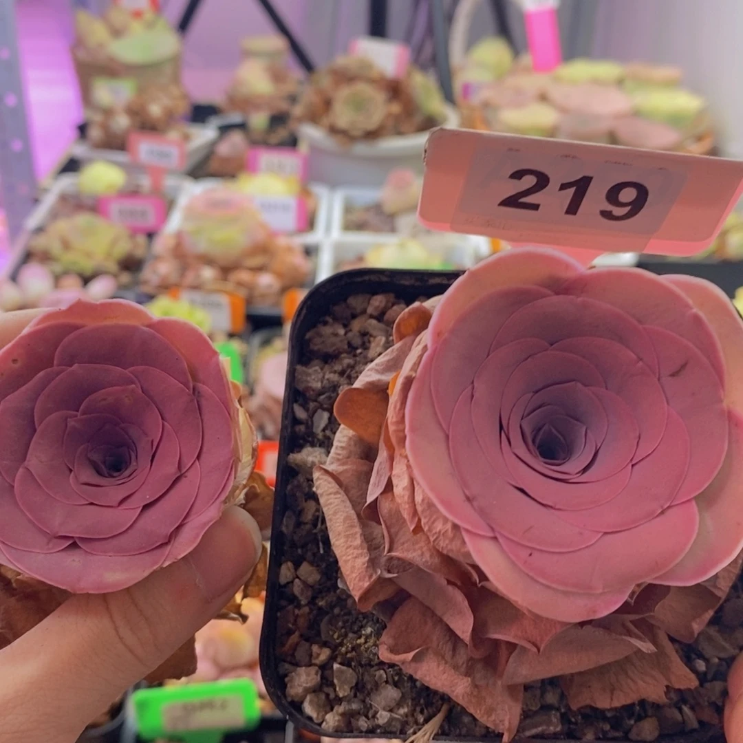山地玫瑰一物一拍219