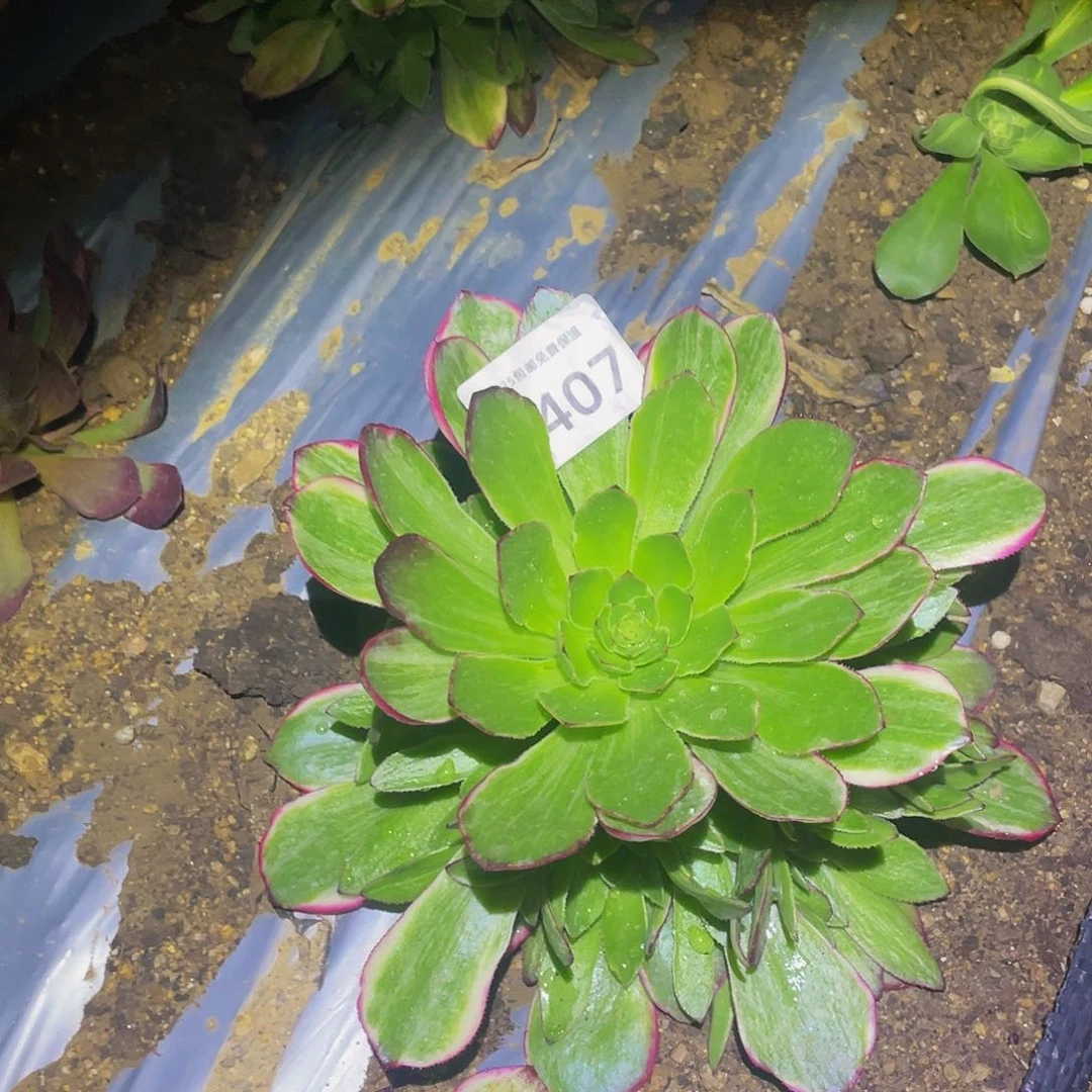 1407孔雀翎多肉植物