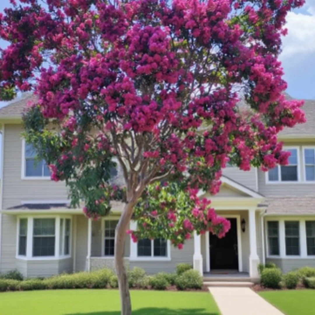 紫薇别墅花卉批发夹竹桃一物一拍花园庭院植物好养花量大耐寒耐旱