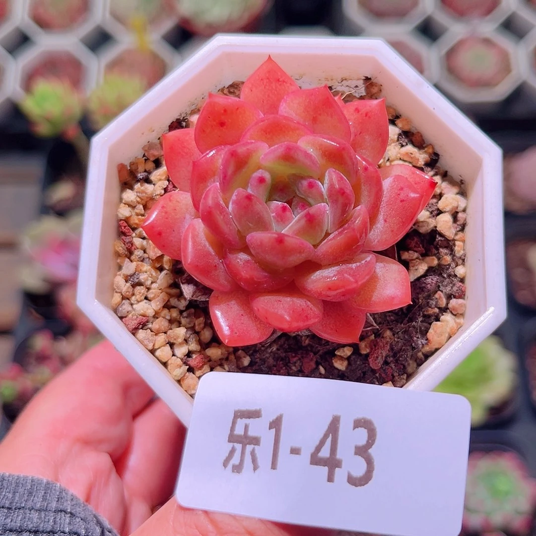 乐然1-43 颜霜单头