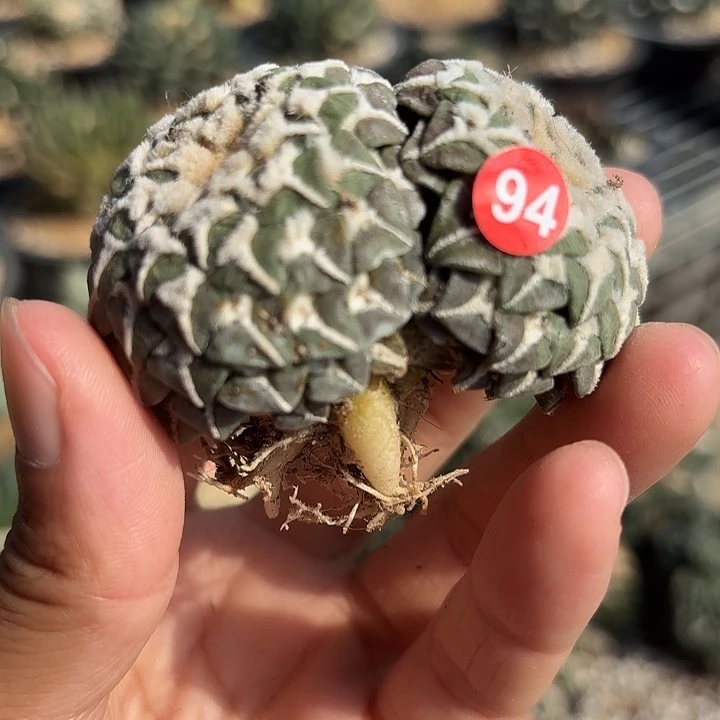 张***二苗接落地仙人球94