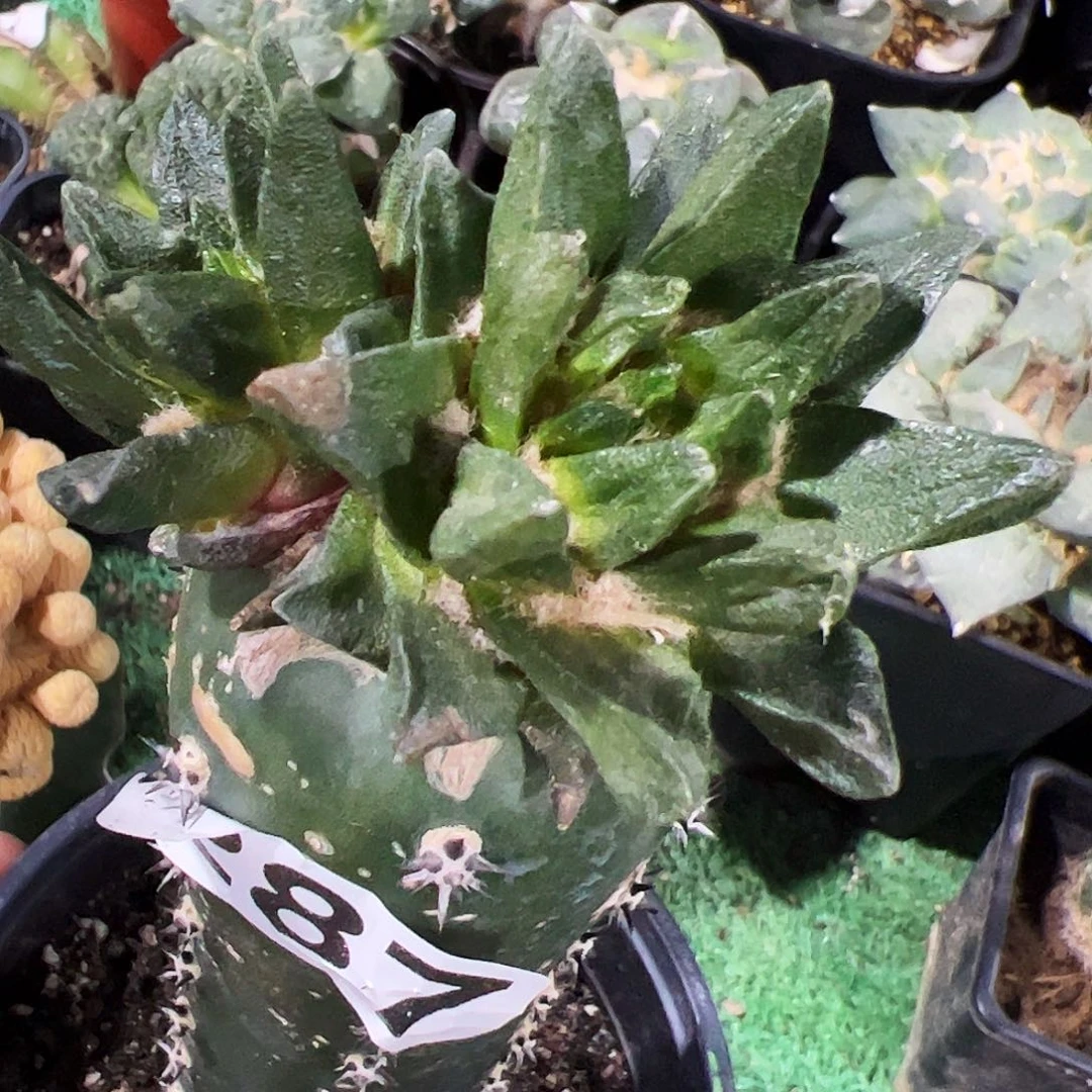 无花朵福利双头龙角牡丹287