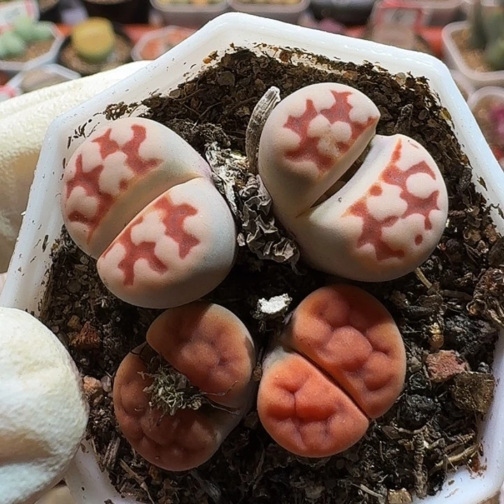 生石花1111111。   323