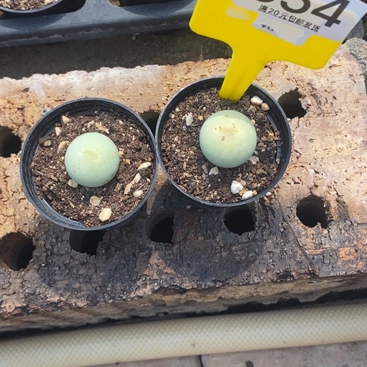 ****ᅠ生石花等植物854