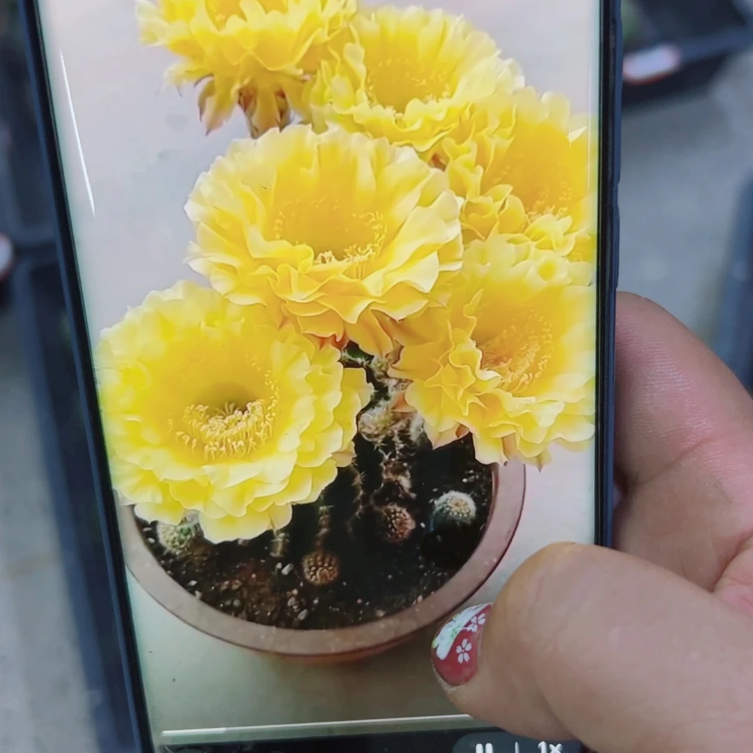 下92彩草娇媚歪无根侧芽4公分左右20包邮