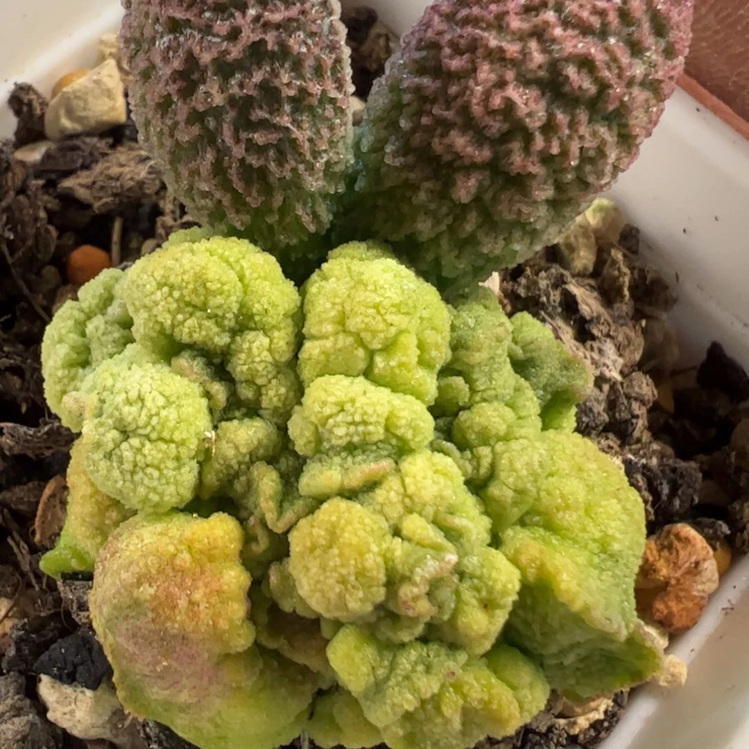 豪***?豪客里里多肉植物水泡