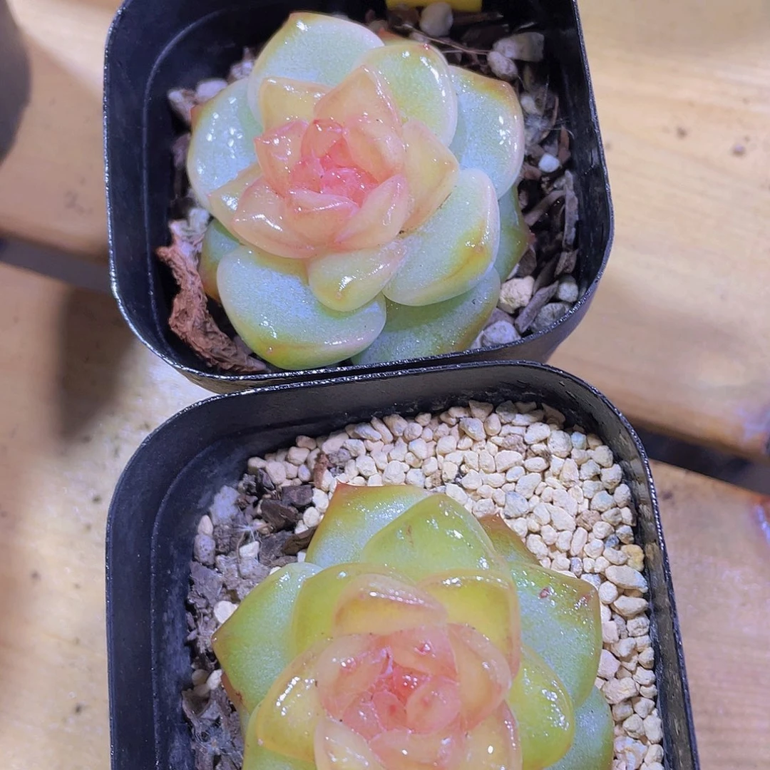 1399号 天花板冰透糖心一颗