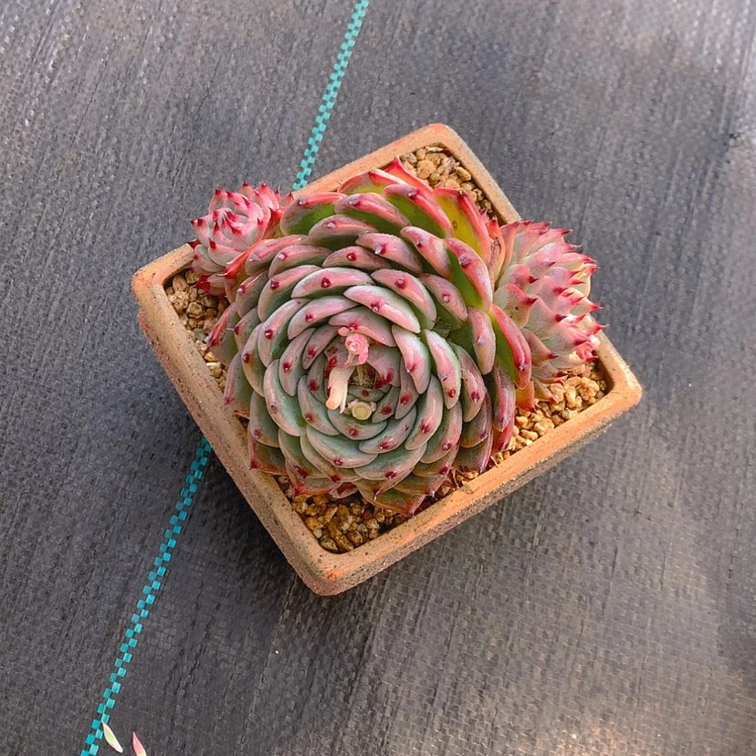 【闪购商品】水蜜桃.吉娃娃，，