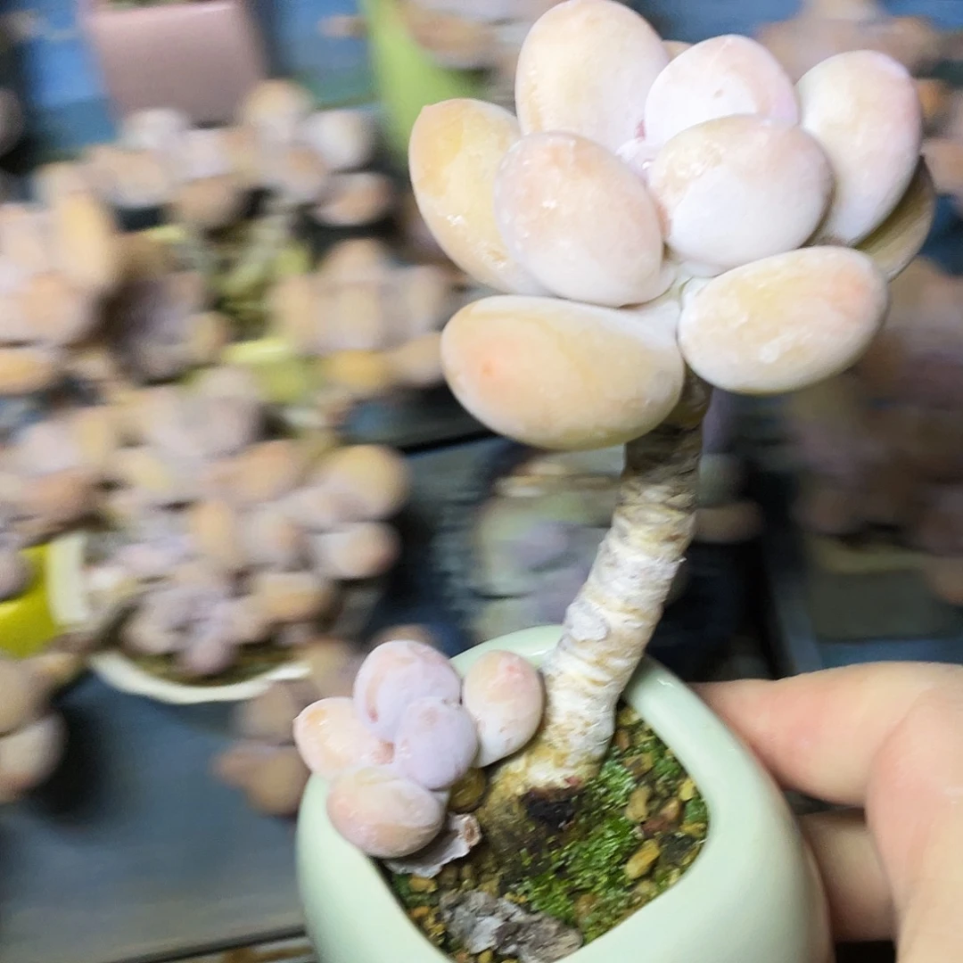 阿***）多肉植物的生长发育和生长