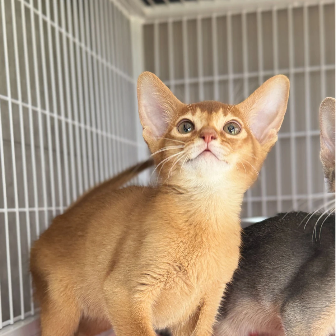 来了姊妹-红色阿比西尼亚猫-弟弟-002