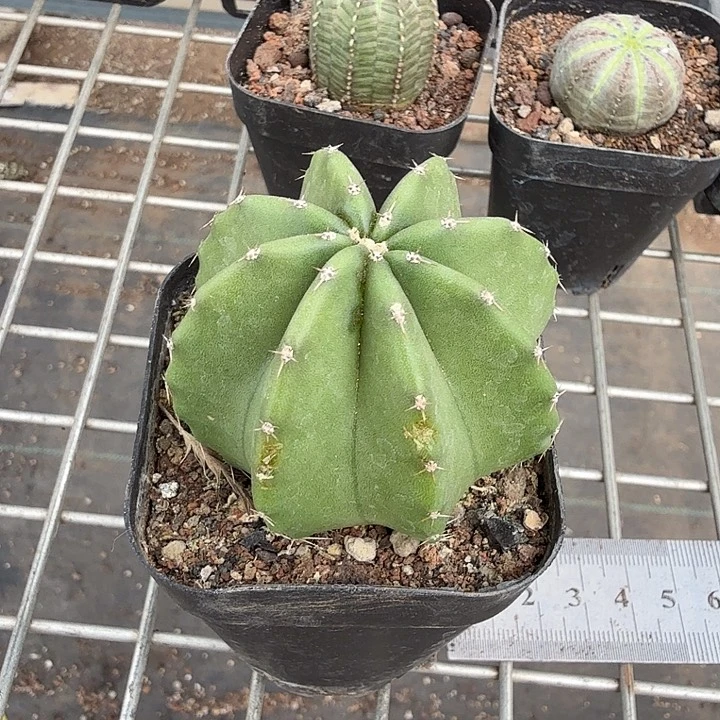 微刺虾黄花5仙人球