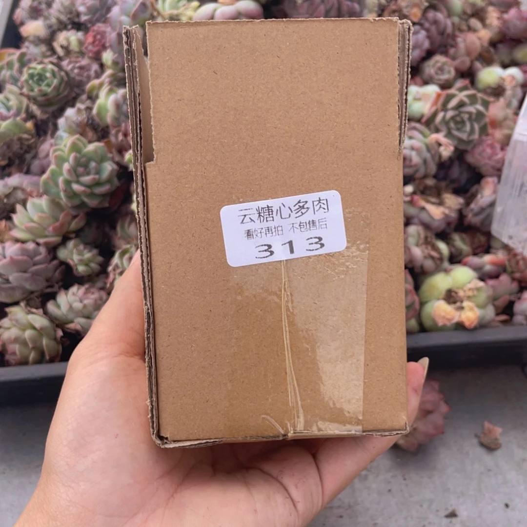 云糖心多肉植物313
