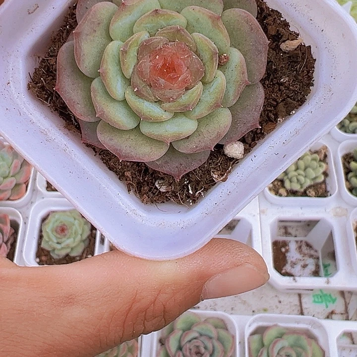 甜心多肉19包邮植物