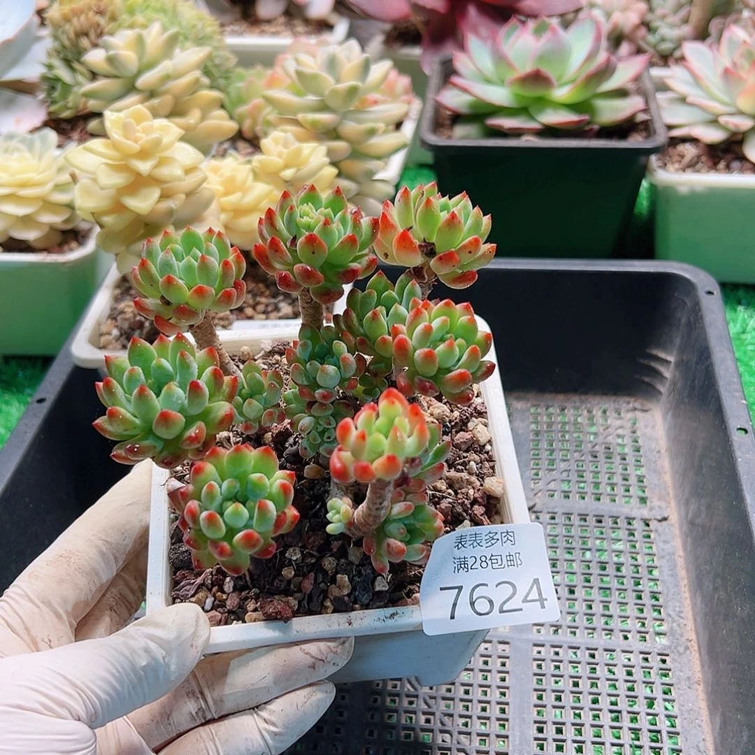 无花朵多肉一物一拍7624