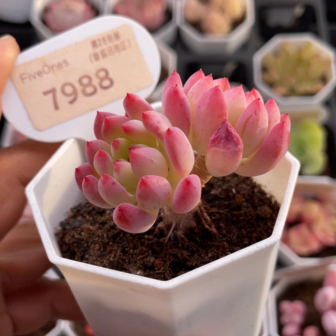 蓝苹果7988-5.0厘米