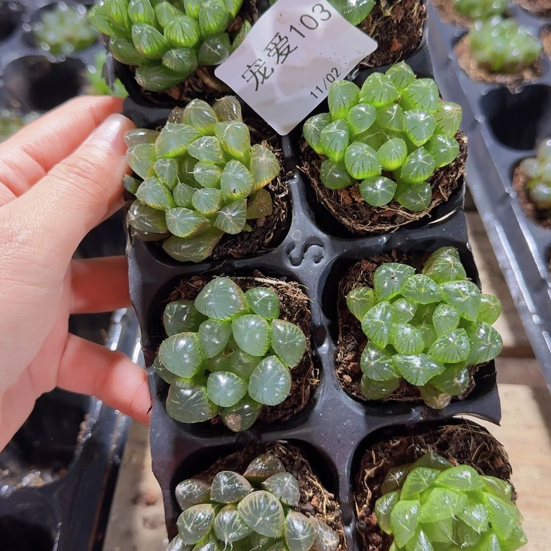 直播福利一物一拍103