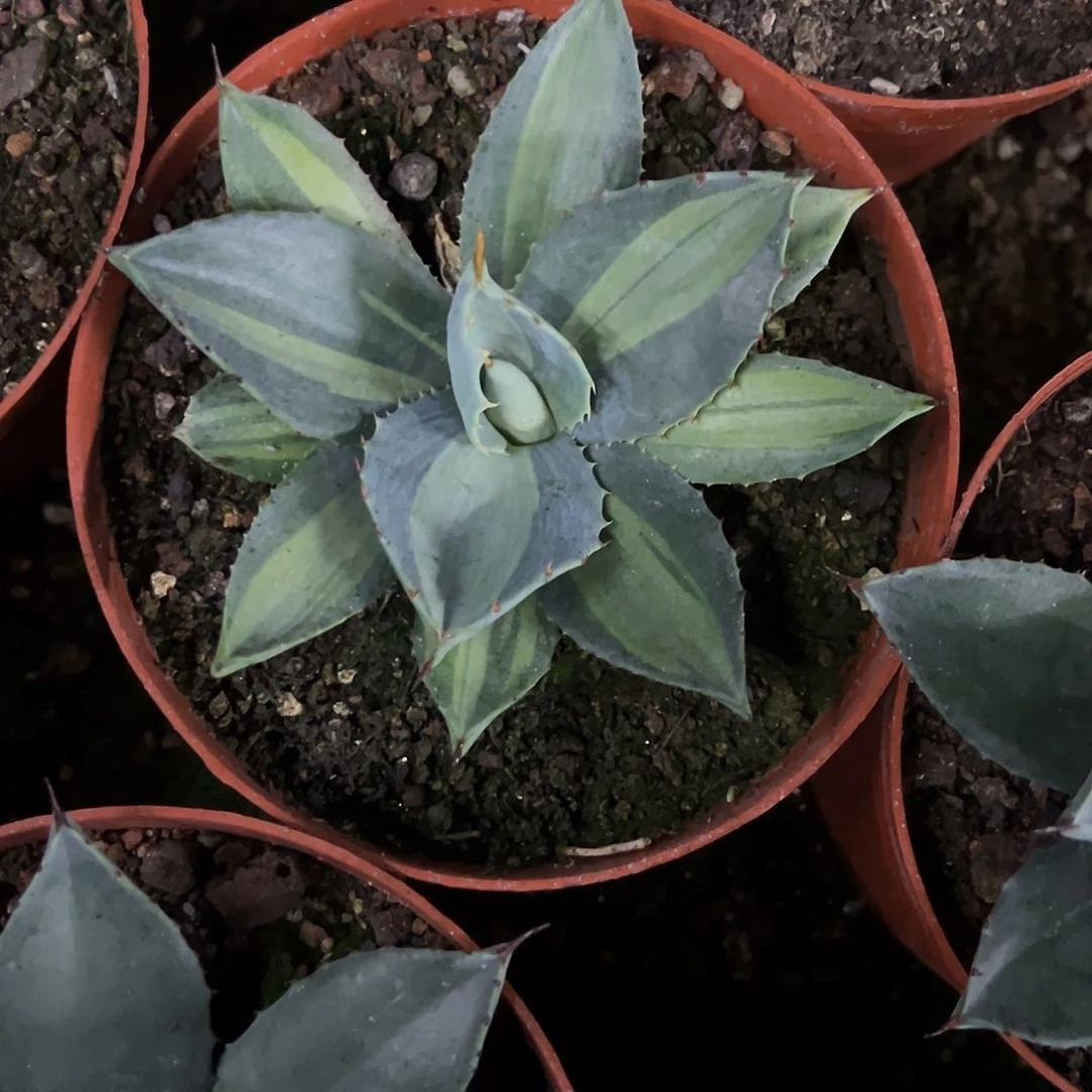 剑*心虚空藏浅腹轮龙舌兰植物