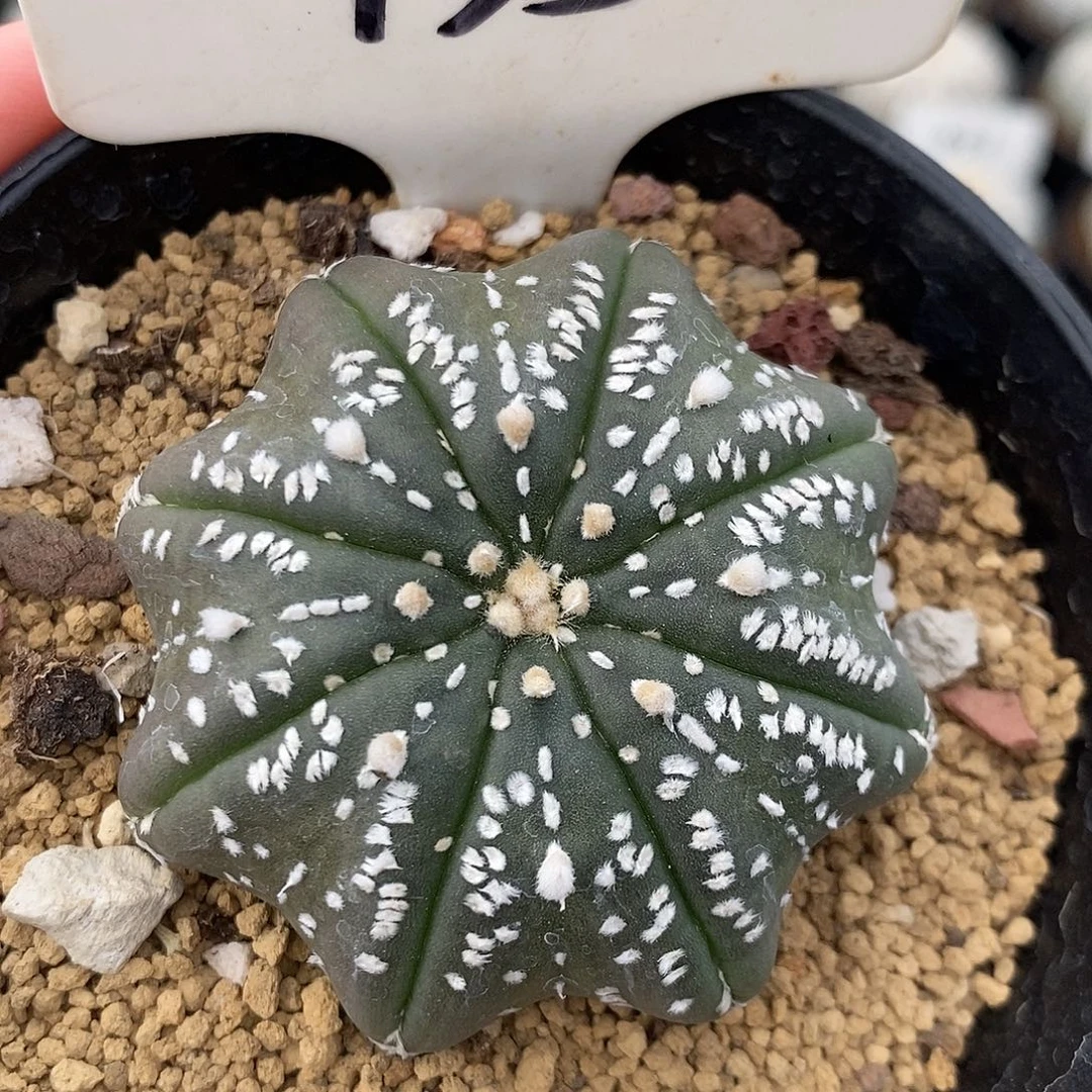 135海星美纹系列产品的