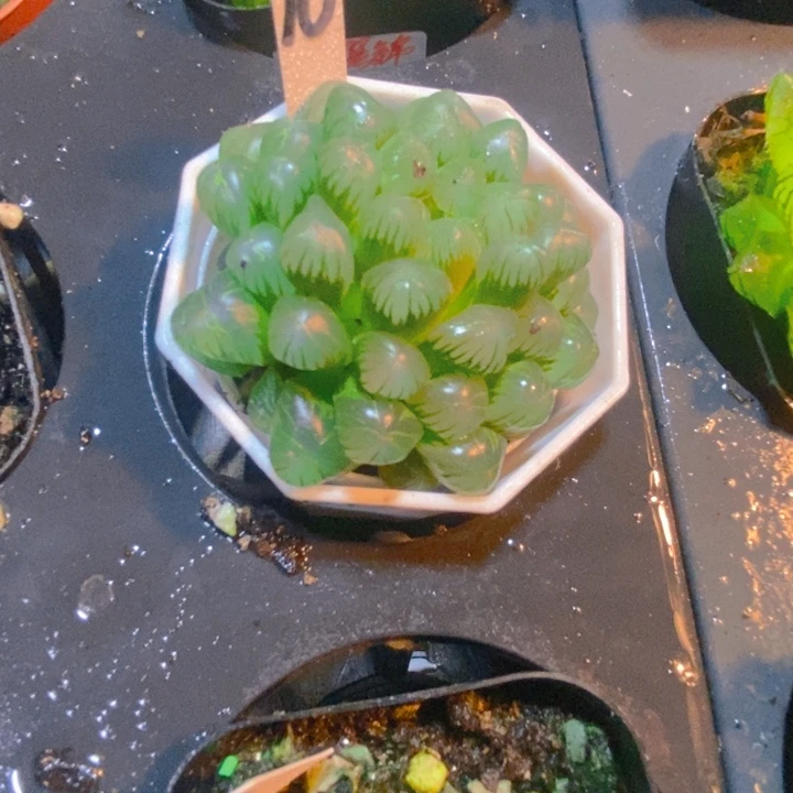 多头群生姬玉露多肉