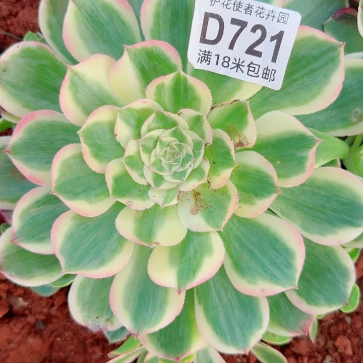 多肉法师淘宝福利