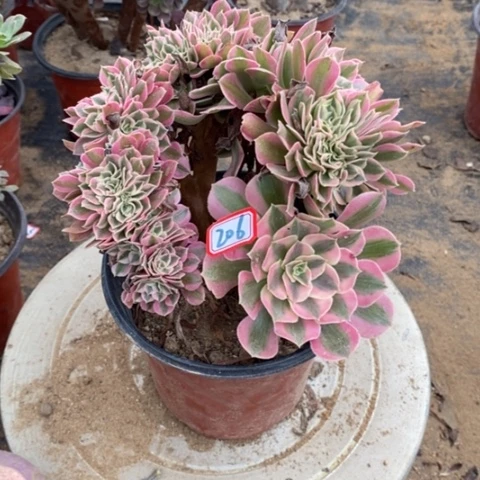 粉女巫缀一物一拍