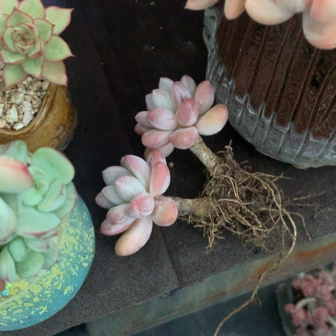 ****鱼那就是说他也会给