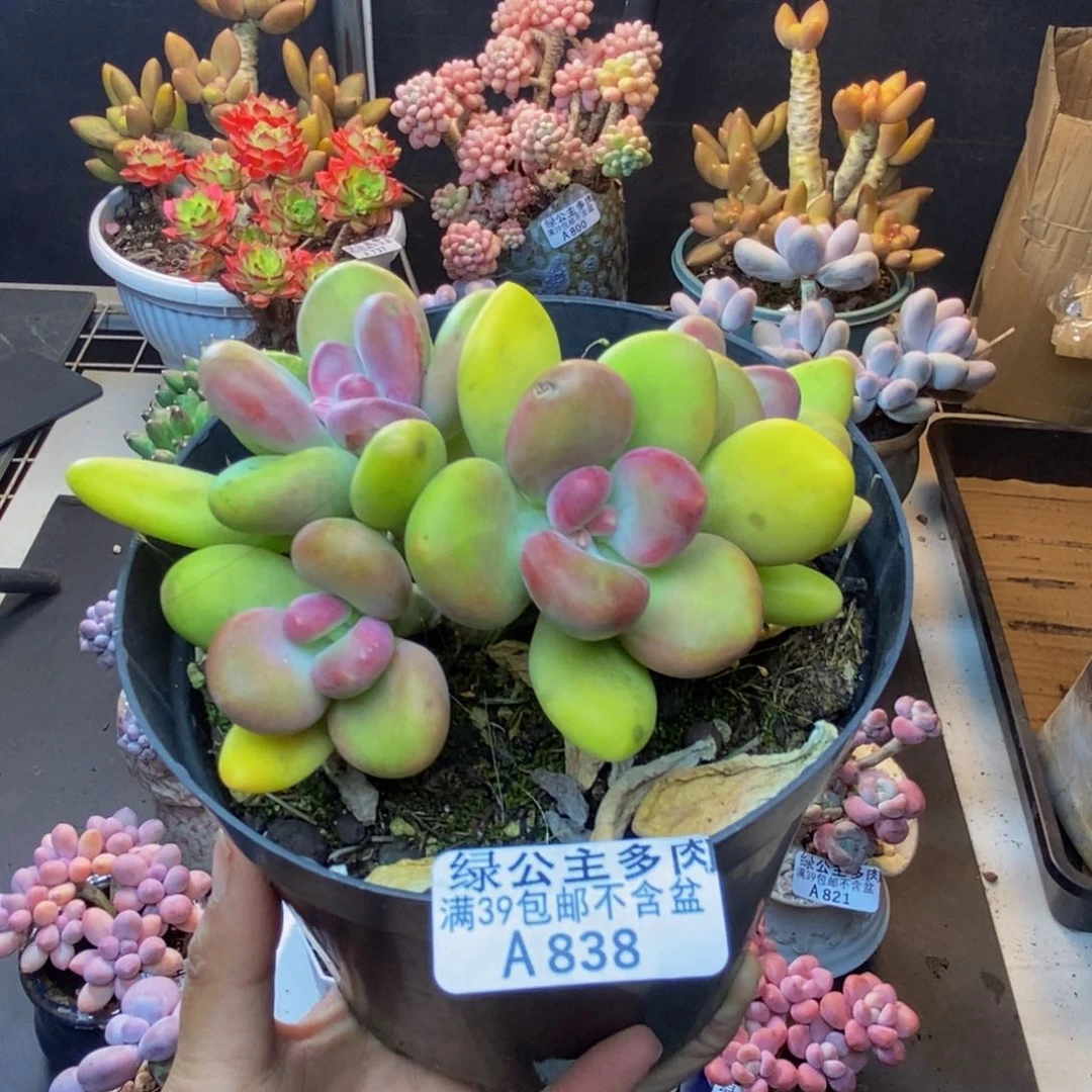 838芒果奶多肉11c m