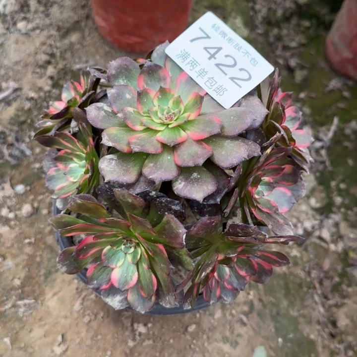7422烟花多肉植物