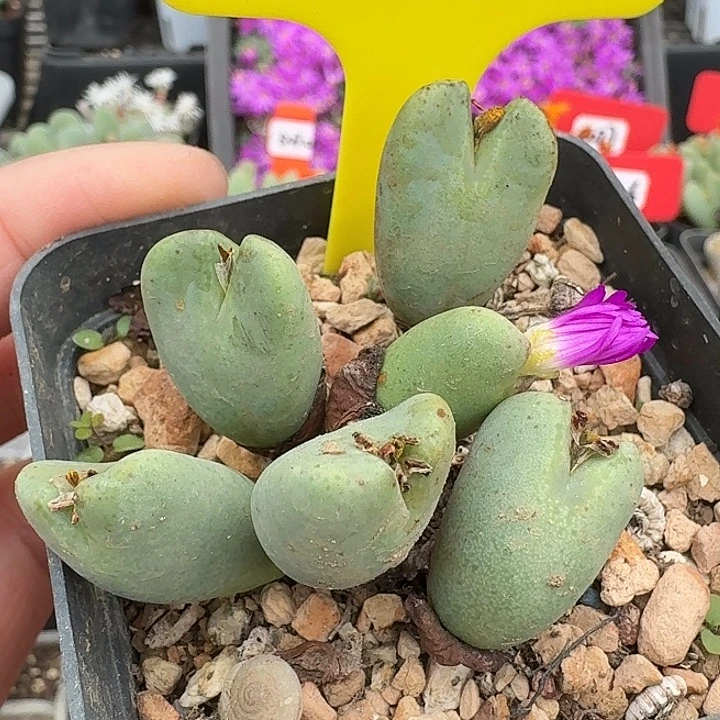 密密麻麻密密麻麻7118