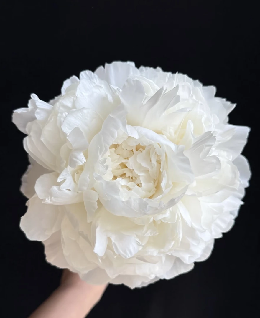 【巴林顿之夜】芍药苗 菏泽基地直发