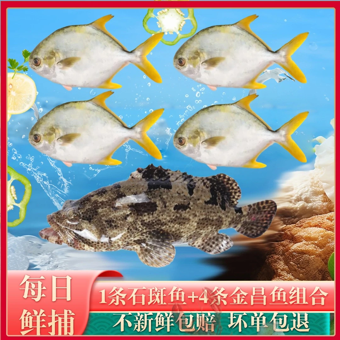 特大珍珠龙胆石斑鱼老虎斑*1+金鲳鱼*4海鲜深海鱼生鲜水产4.7-5斤