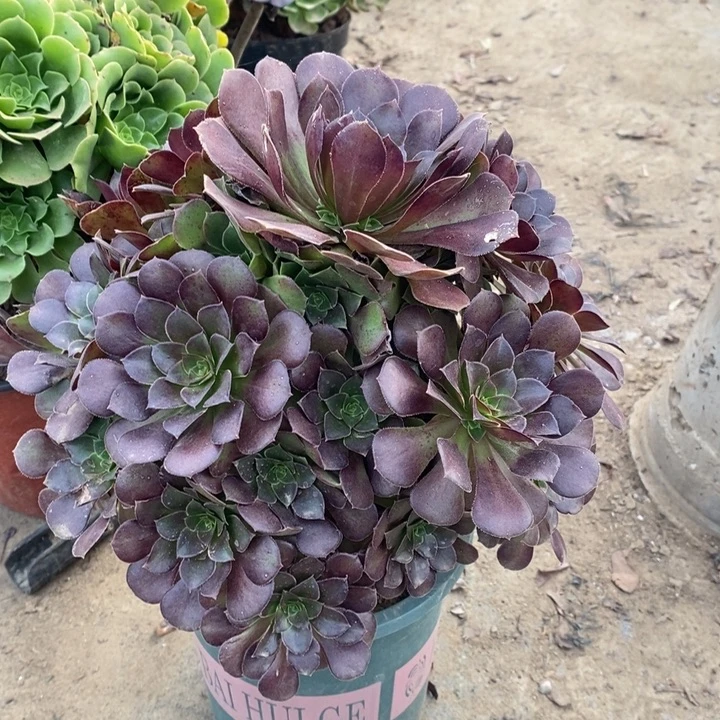 荷兰玫瑰5多肉植物法师法师