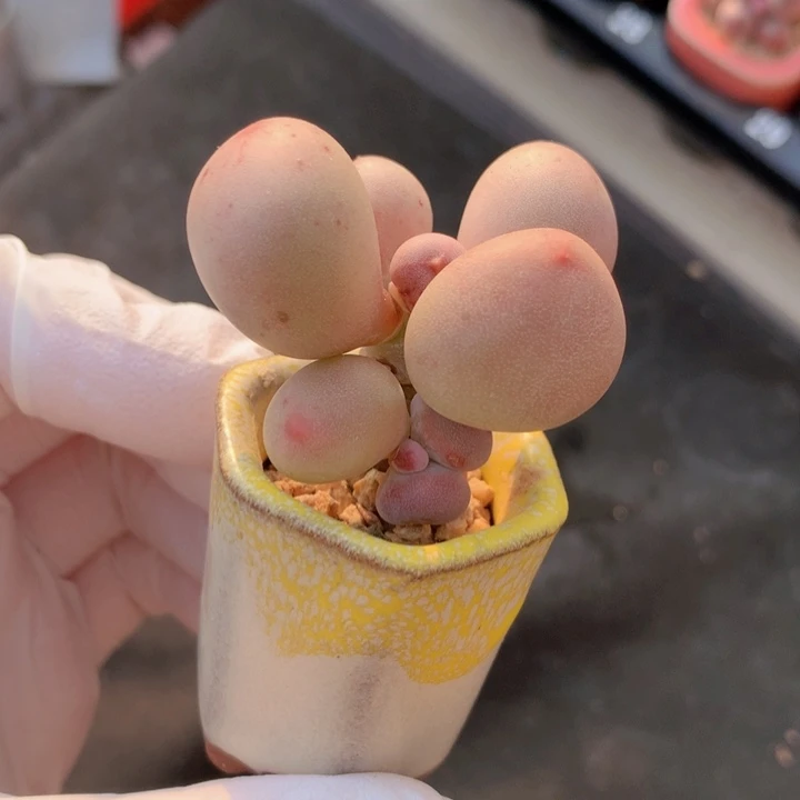 030 米可奶酪 2+1 木质老桩