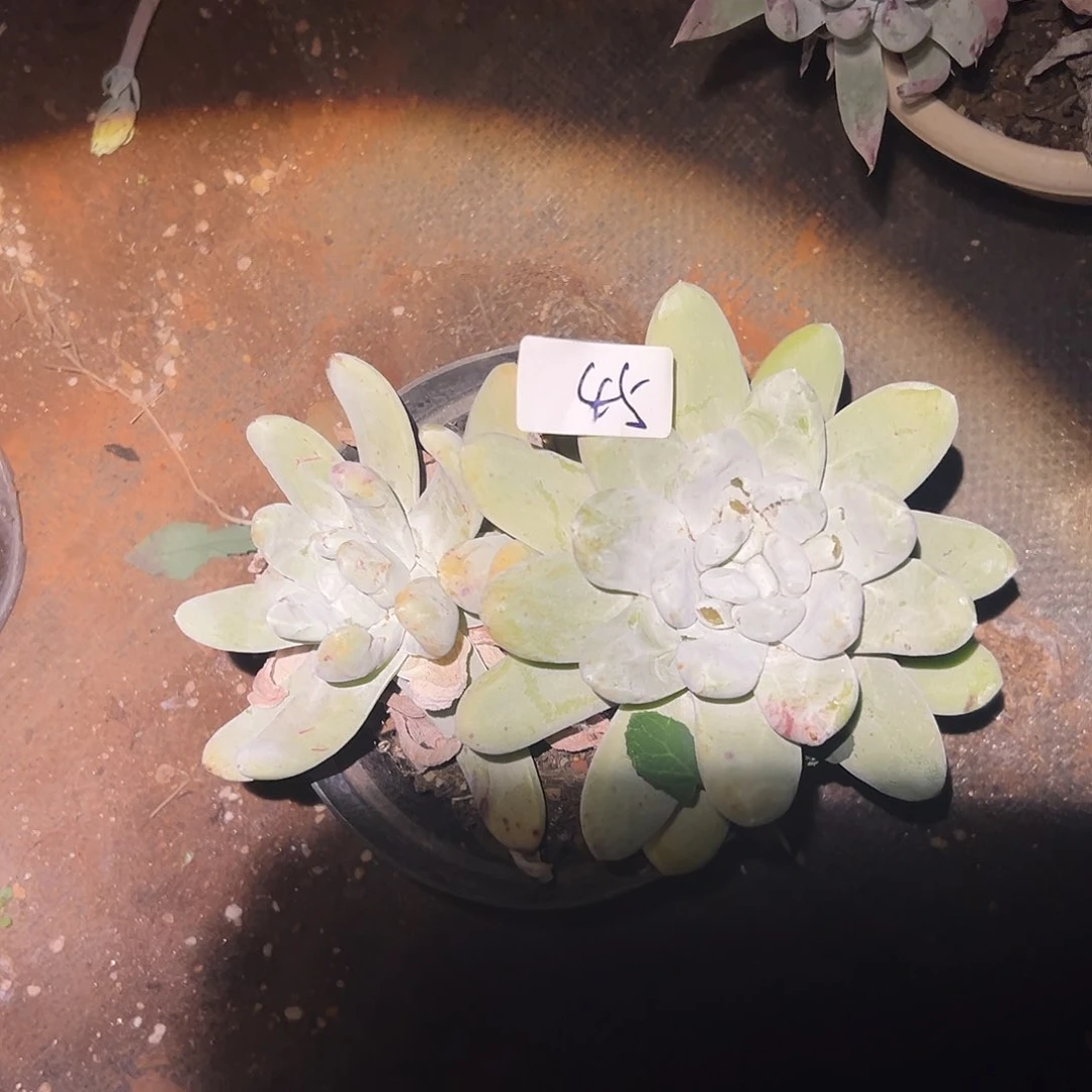 圆叶拇指帕奇飞徒仙女杯多肉