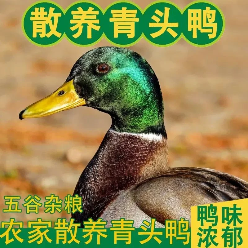 正宗农家散养绿头鸭生态散养肉质鲜美适合炖汤（可发活体）