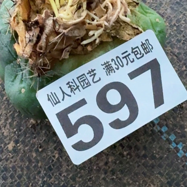 笑***笑无花朵福利苗接大尤597