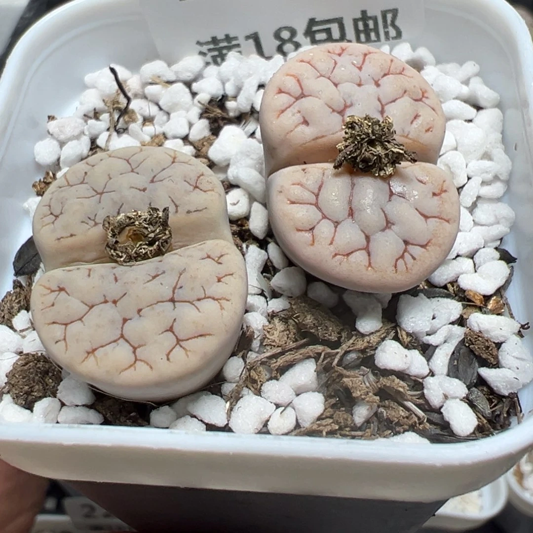 【闪购商品】 224。