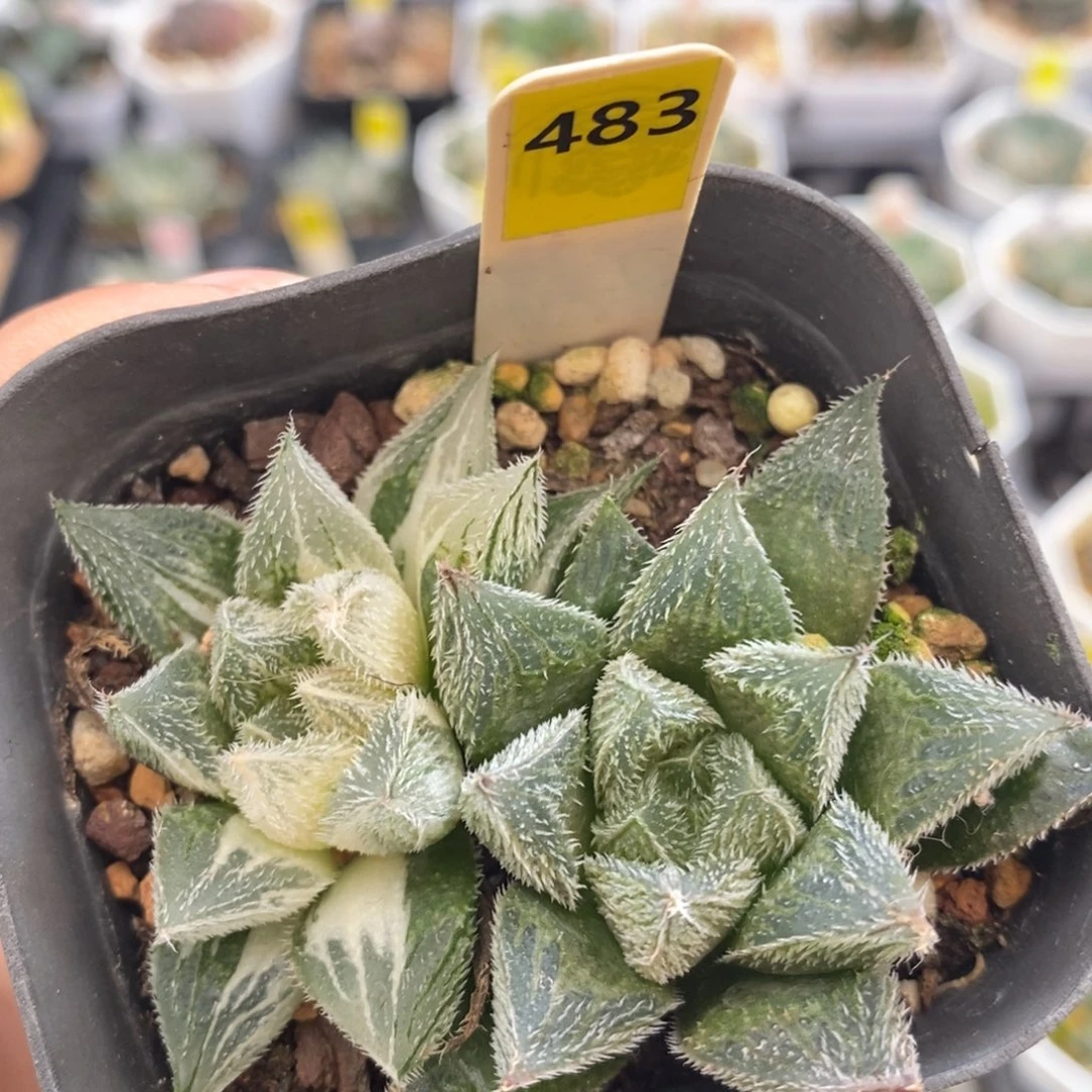 不开花植物483会卷