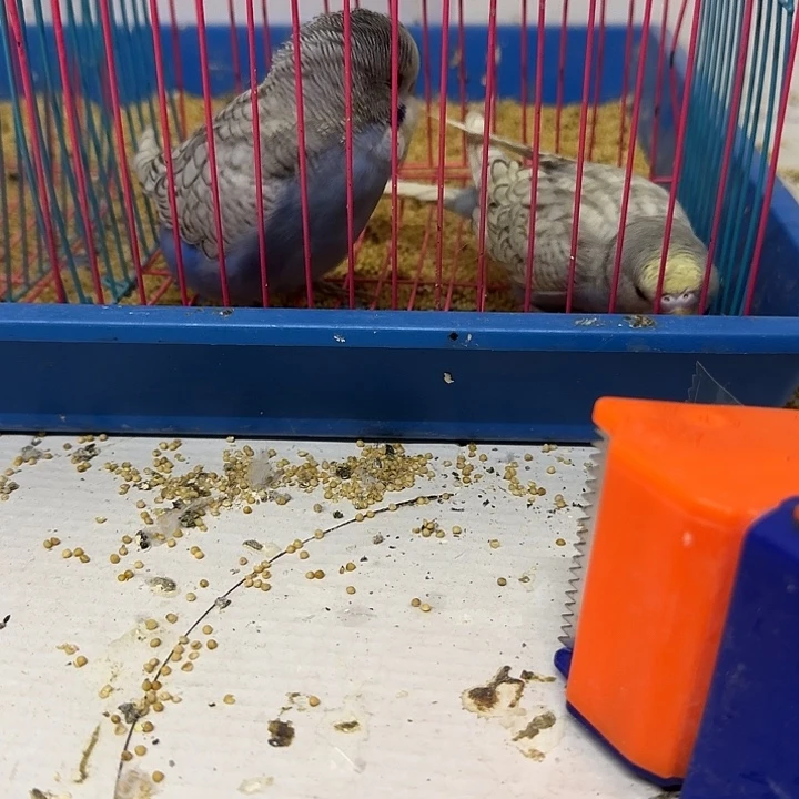 虎皮鹦鹉大头鹦鹉