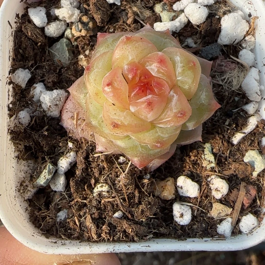 多肉小卡拉米糖心一物一拍