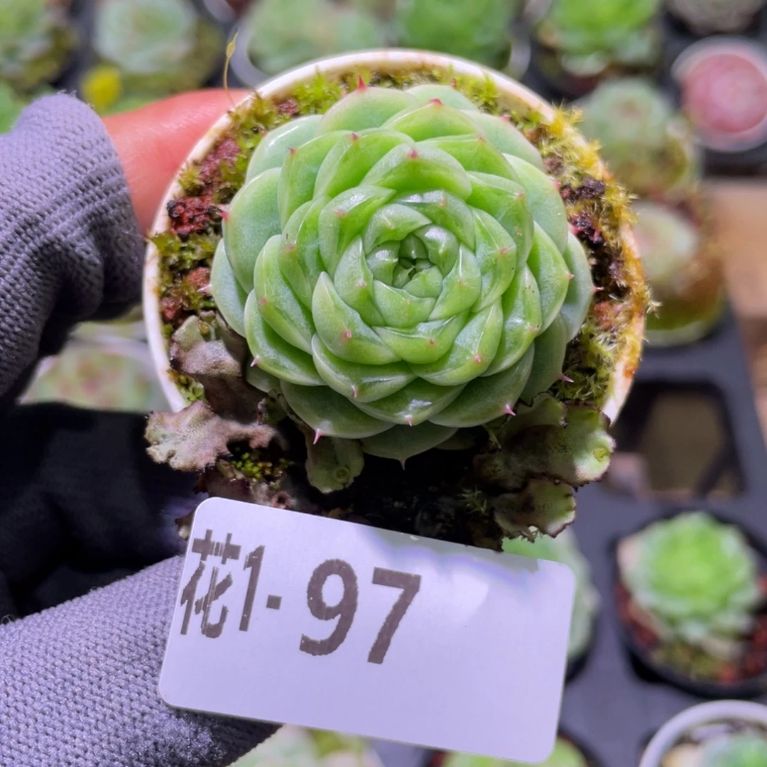 花利美  1-97珍妮